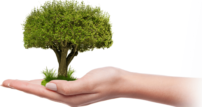 arbol
