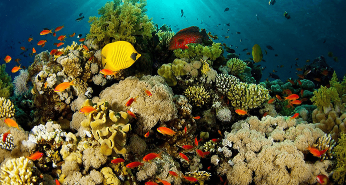 coral