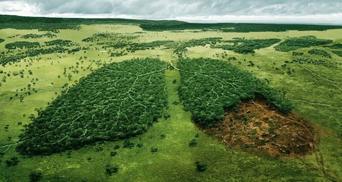 deforestacion